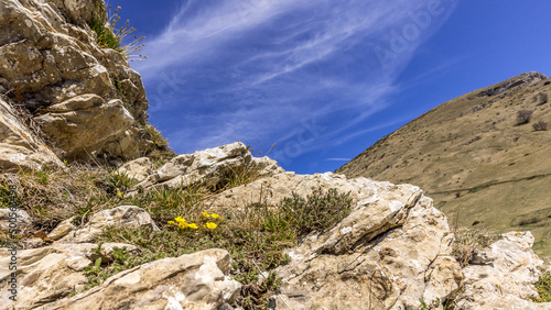 Mountain landscape with yellow flowers in the foreground