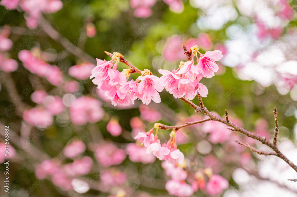 寒緋桜