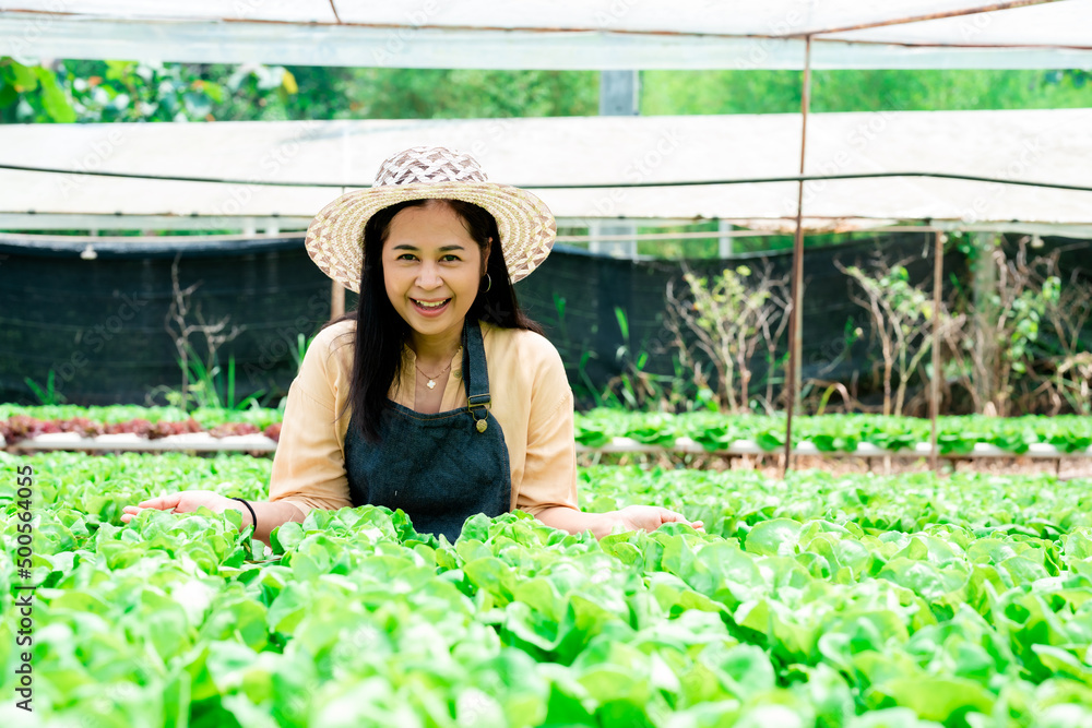 Portrait of Asian woman who owns a hydroponics vegetable farm checks the quality of vegetables grown on the farm before harvesting them for sale. Growing vegetables using non-toxic methods.