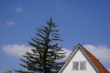 Einfamilenhaus - Wohnen im Grünen. Der hohe Nadelbaum überragt das kleine Haus und neigt sich um Dach des Hauses.
