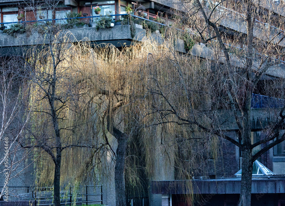 Weeping Willow in the Barbican