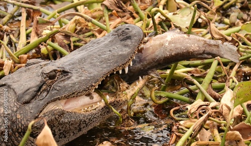 Alligator eating his fish catch meal 