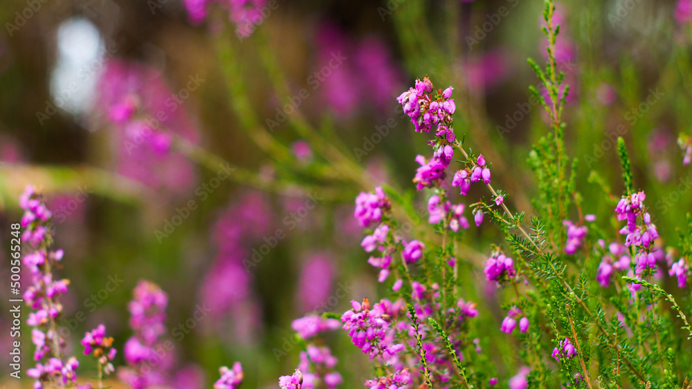 Macro de fleurs de bruyère sauvages Macro de fleurs de bruyère sauvages