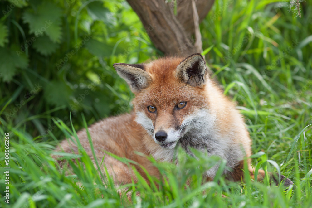 Red Fox (Vulpes vulpes)