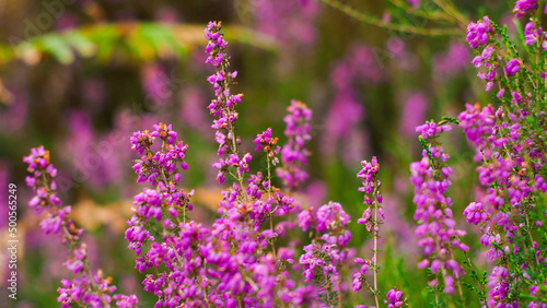 Macro de fleurs de bruyère sauvages