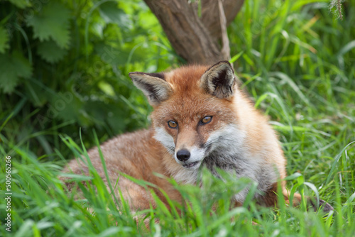 Red Fox (Vulpes vulpes) © Richard Hadfield