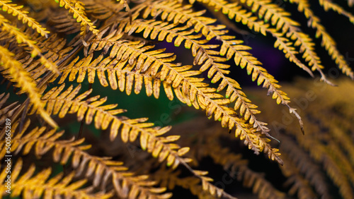 Macro de longues feuilles de fougère jaunes