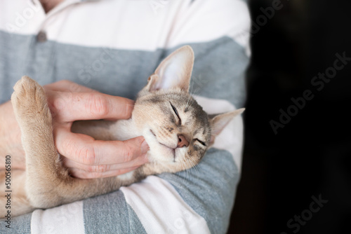 Close up of man petting abyssinian blue cat laying on his hands. Pets care. World cat day. Image for websites about cats. Selective focus.