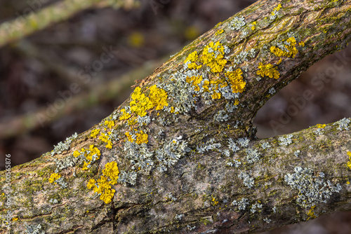 Xanthoria parietina, common orange lichen, yellow scale, maritime sunburst lichen and shore lichen, on the bark of tree branch. Thin dry branch with orange lichen, close-up, on blurred background © Oleh Marchak