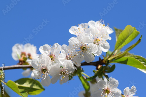 white blossoms of a cherry tree with a blue sky as background