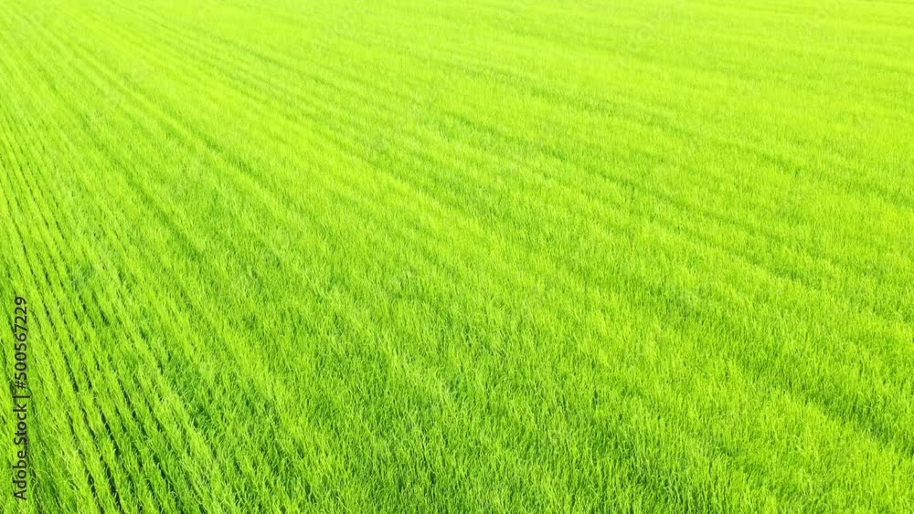 The green flax fields , in Europe, in France, in Normandy, in Seine Maritime, towards Fecamp, in summer, on a sunny day. The green flax fields , in Europe, in France, in Normandy, in Seine Maritime, towards Fecamp, in summer, on a sunny day.