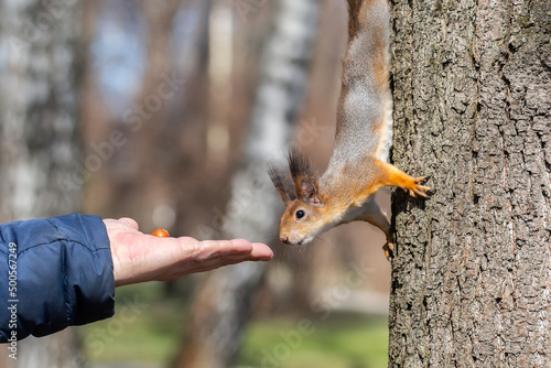 Man feeding a squirrel in the spring park