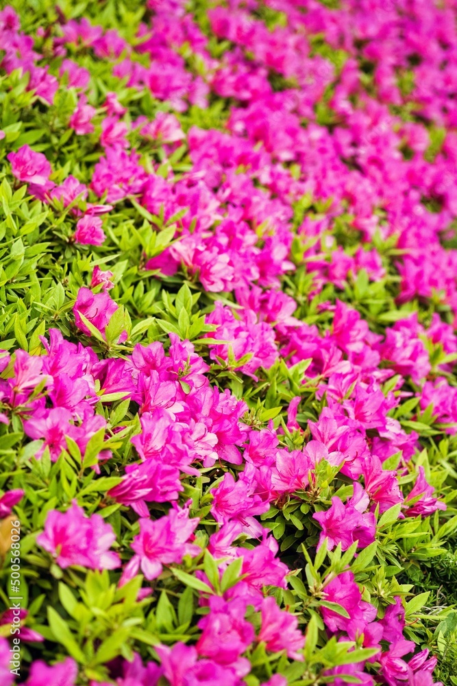 ツツジの花壇。ピンク色。