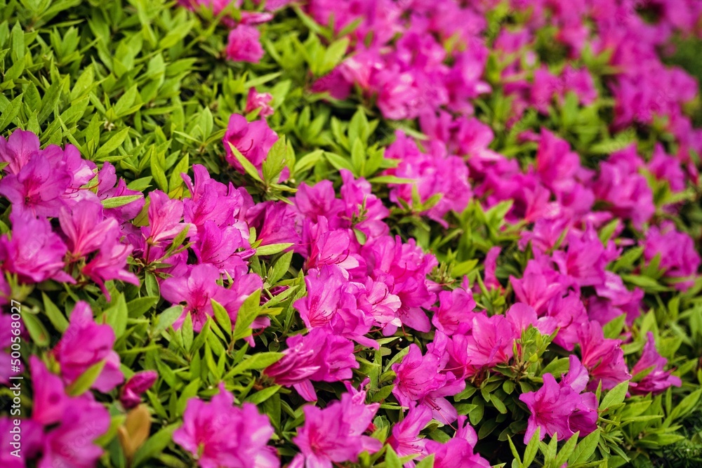 ツツジの花壇。ピンク色。