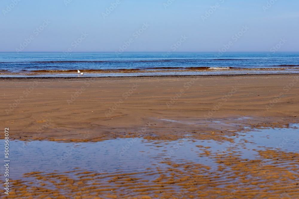 Dark yellow sandy coastline in north partly covered by water, in distance wavy sea, white birds and light blue sky. Empty beach at Majori, Jurmala, Latvia at early spring day. Vacation spot at seashor