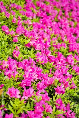 Wallpaper Mural ツツジの花壇。ピンク色。 Torontodigital.ca