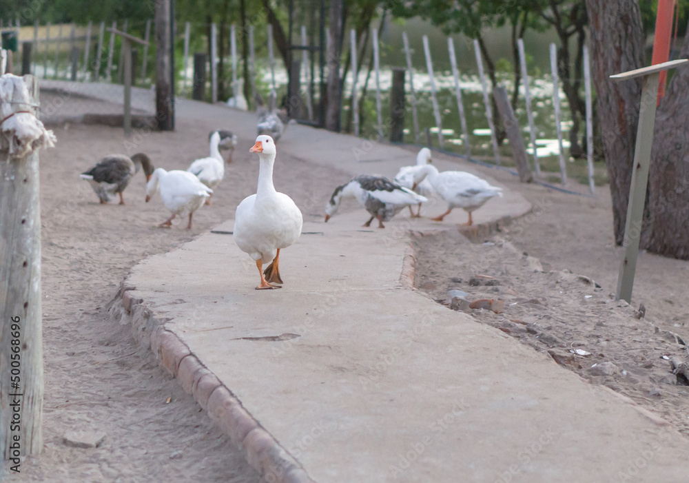 Fototapeta premium Duck walking tranquil away from flock, inside the path