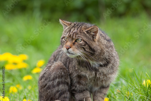 Wallpaper Mural Scottish Widlcat (felis silvestris) Torontodigital.ca