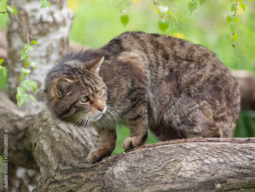 Scottish Widlcat (felis silvestris) photo