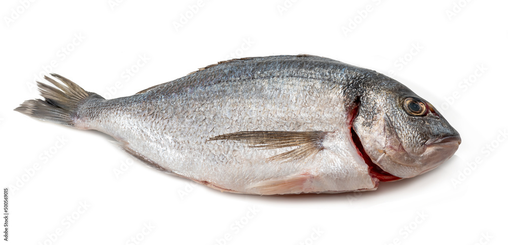 Gilt-head bream fresh raw fish dorada without scales and gills, ready for  cooking. Picture of isolated dorade on white background for the fish  seafood market menu Stock Photo