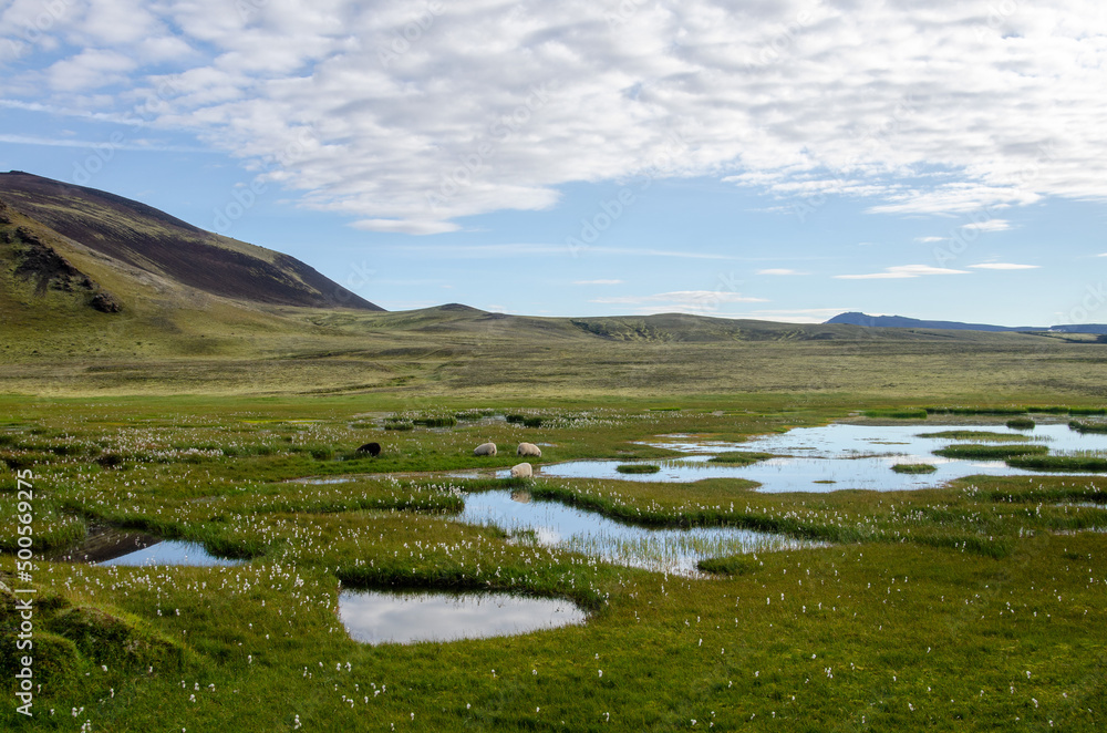 Icelandic Highland, sheeps grazing