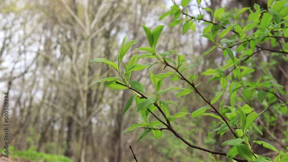 Spring green foliage, young shoots of trees. Park or forest in spring, nature Spring green foliage, young shoots of trees. Park or forest in spring, nature