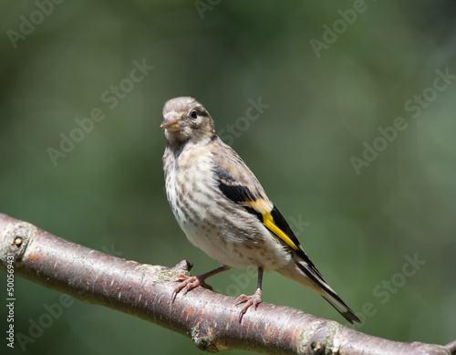 Juvenile Goldfinch (carduelis carduelis)