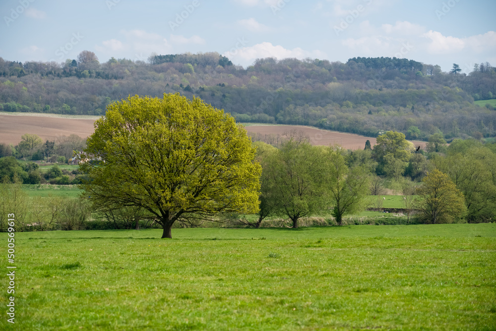 a lone beech tree in a grass meadow field in spring sunshine a lone beech tree in a grass meadow field in spring sunshine