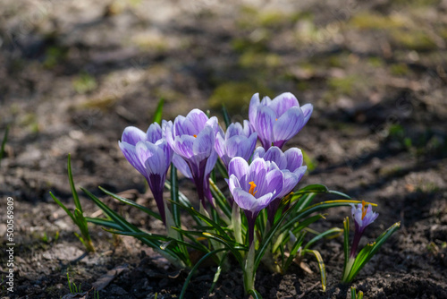 Fototapeta Naklejka Na Ścianę i Meble -  purple spring crocus flowers