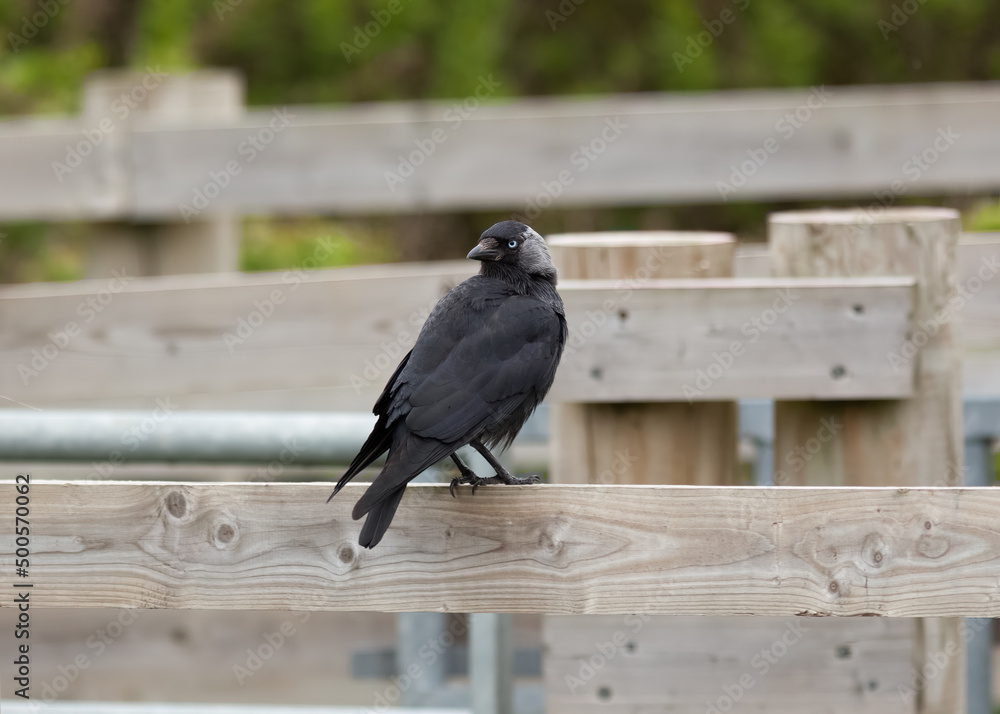 Western Jackdaw (Coloeus monedula) Sitting on a Wooden Fence Western Jackdaw (Coloeus monedula) Sitting on a Wooden Fence