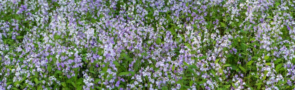 Violet orychophragmus. lavender field in the wind. background Violet orychophragmus. lavender field in the wind. background