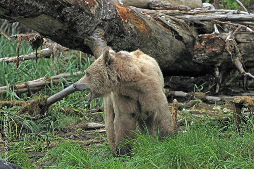 Grizzly bear eating grass, Great Bear Rainforest British Columbia Canada 