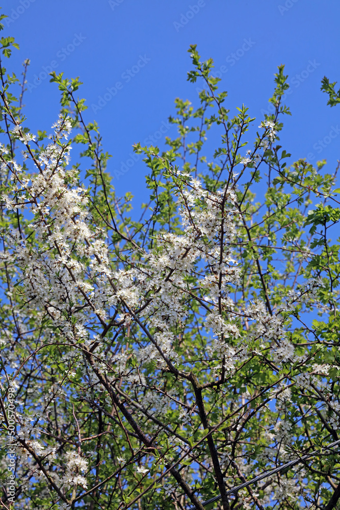 Fototapeta premium Blackthorn blossom against a blue sky, Peak District Derbyshire 