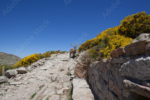 A Male Gredos Ibex (Capra pyrenaica victoriae) Guarding a Footpath in the Mountains. photo