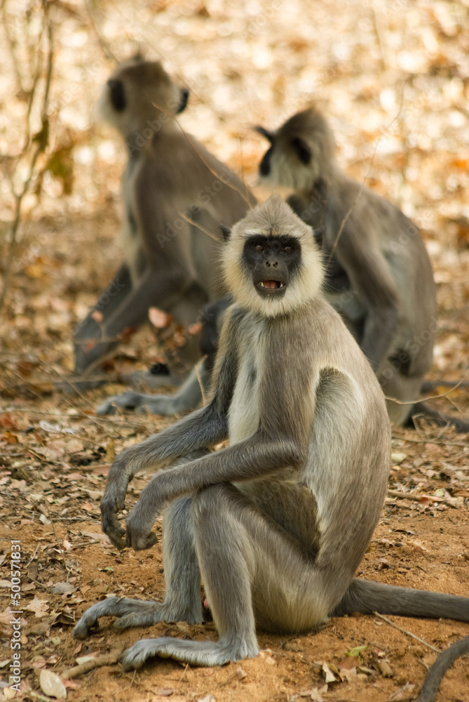 Group of gray langur monkeys sitting on the ground