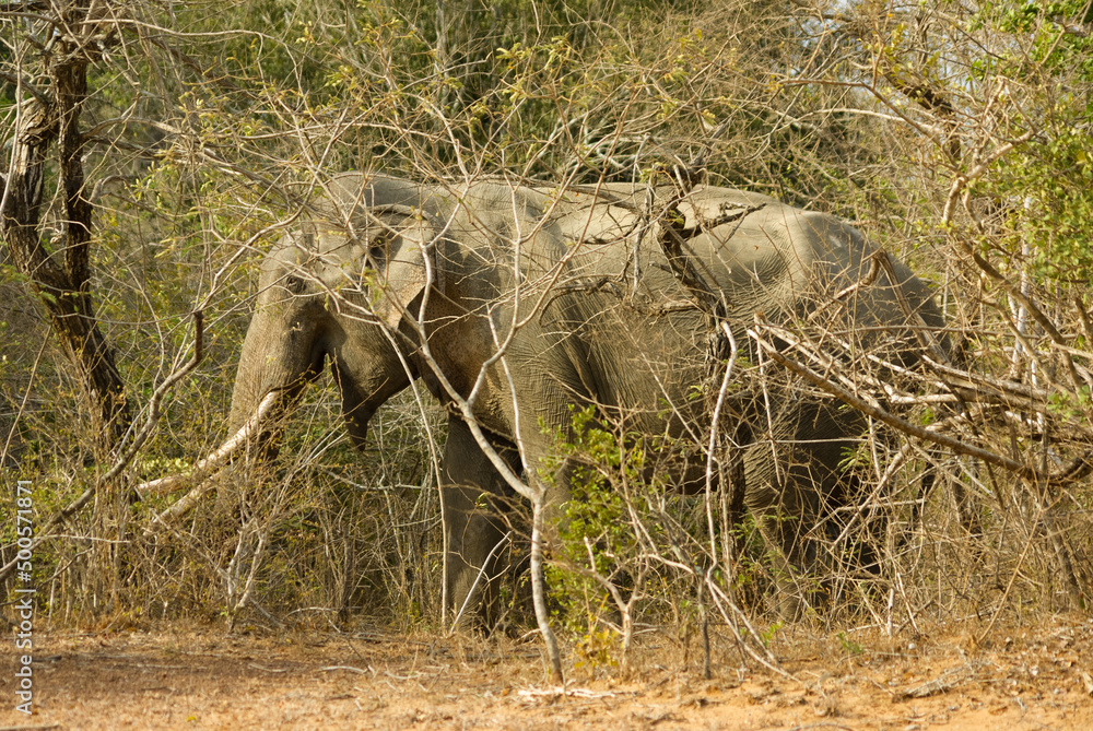 Fototapeta premium Wild elephant at Yala national park