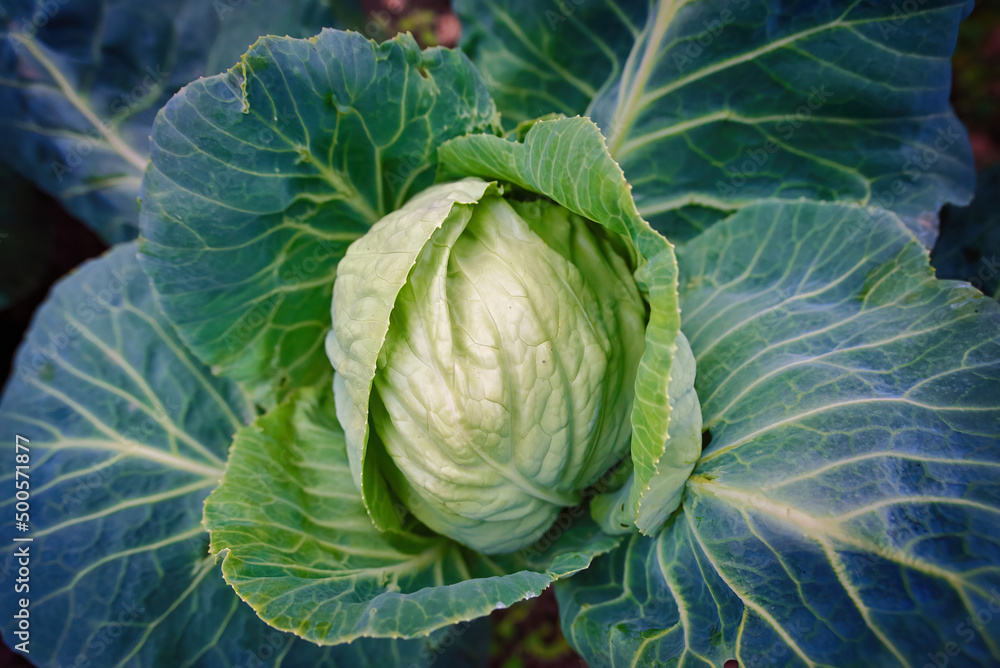 Fototapeta premium Homegrown cabbage, fresh cabbage head in the garden closeup. Green vegetable plant. Growing eco vegetables for cooking, organic farming. Plant, grow, and care for cabbag concept