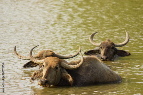 Wild water buffaloes in water at Yala national park © Vidu Gunaratna