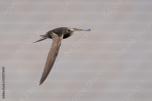 Common swift in flight