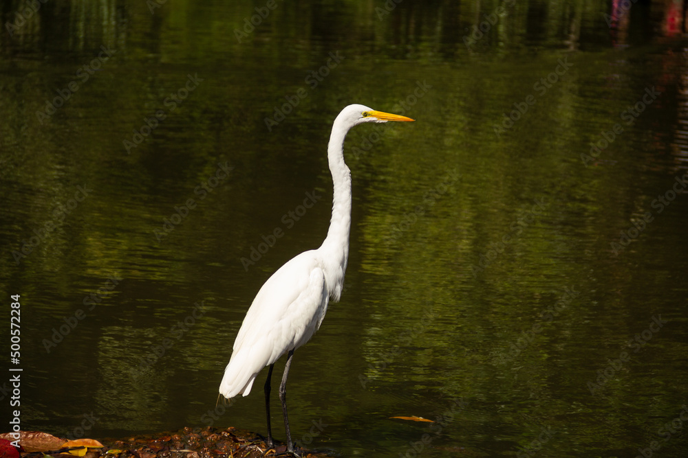 Uma Garça-branca-grande (Ardea alba), às margens do lago. Uma Garça-branca-grande (Ardea alba), às margens do lago.