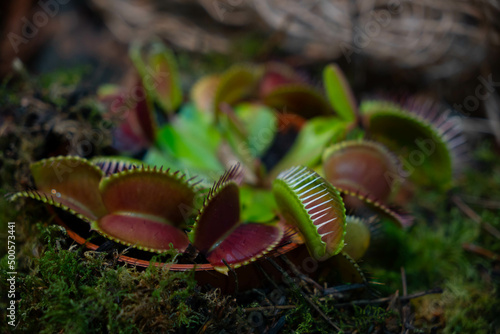 Close up on a predatory plant, Dionea Venus flytrap. Carnivorous plant. Selective focus, blurry bokeh background, copy space.