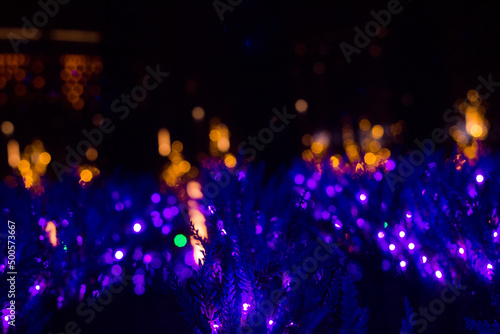 Plants in purple glow