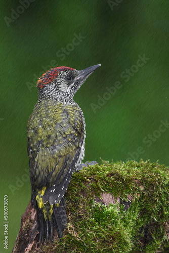 A rainy day for the Green spotted woodpecker (Picus virdis) photo