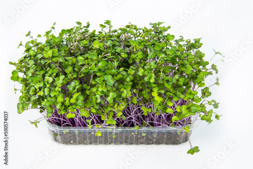 Red cabbage microgreens grow in a plastic pot with soil. Microgreens in a pot on a light background. The concept of healthy eating