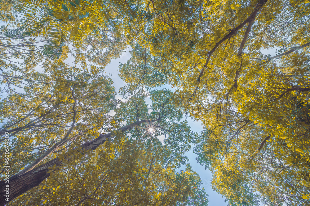 Forest, lush foliage, tall trees. Tree with green leaves and sun light. Bottom view background. Tree below.