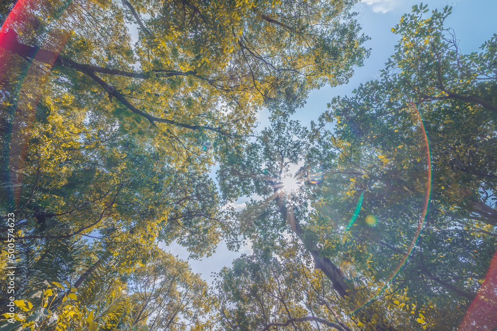 Forest, lush foliage, tall trees. Tree with green leaves and sun light. Bottom view background. Tree below.