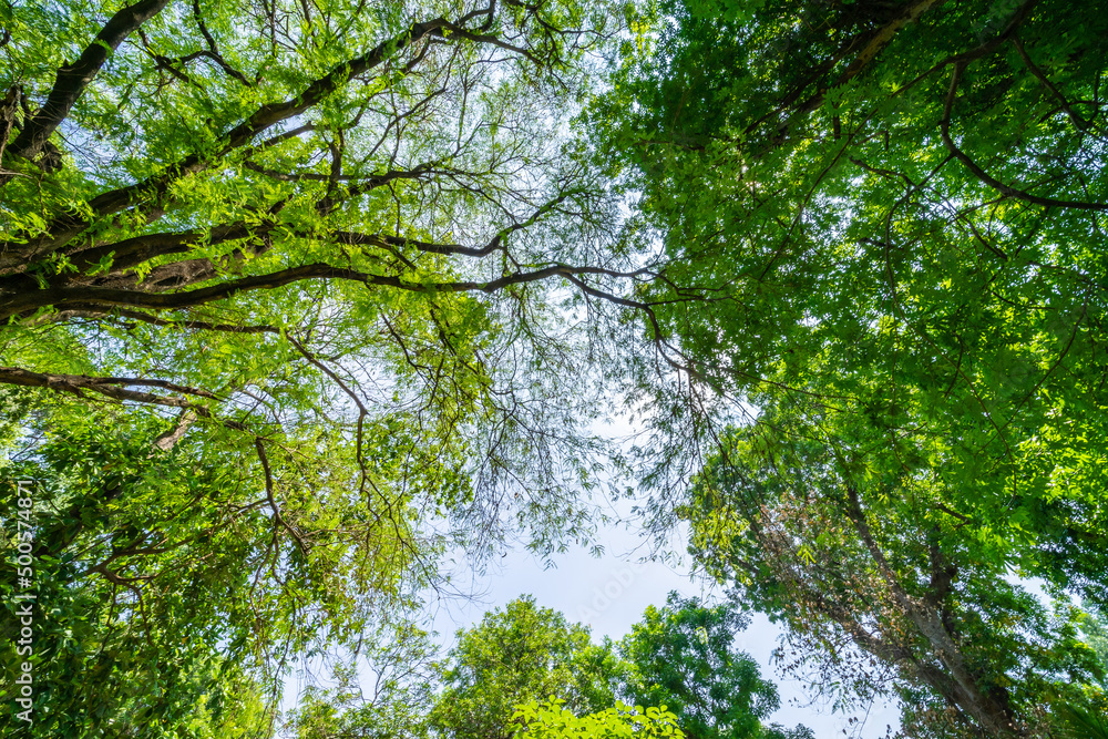 Forest, lush foliage, tall trees. Tree with green leaves and sun light. Bottom view background. Tree below. Forest, lush foliage, tall trees. Tree with green leaves and sun light. Bottom view background. Tree below.