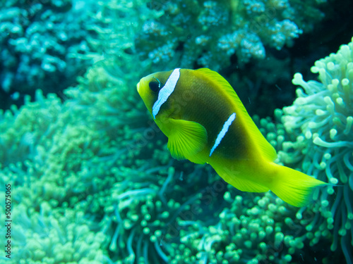 Red Sea Anemone Fish