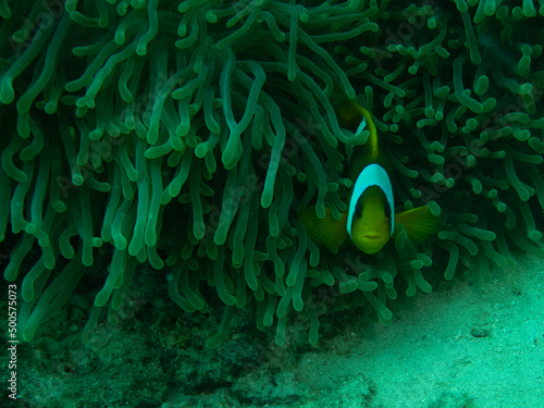 Canvastavla Red Sea Anemone Fish