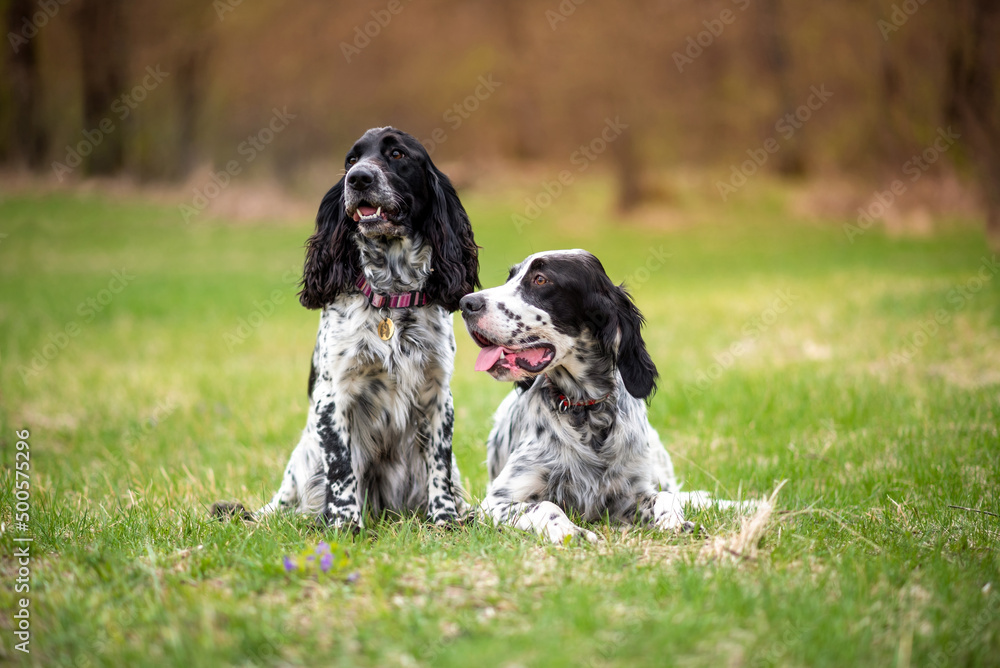 Two beautiful black and white dogs walking on a meadow near the forest. Hunting dogs during training. Hunting Spaniel and English Setter. Selective focus. Two beautiful black and white dogs walking on a meadow near the forest. Hunting dogs during training. Hunting Spaniel and English Setter. Selective focus.